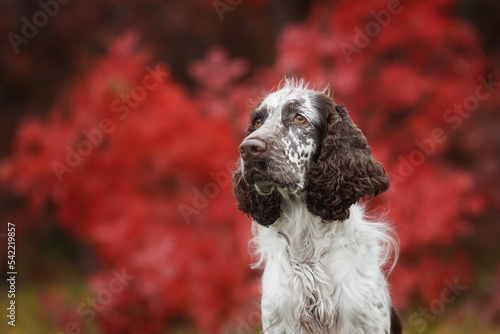 Photography english springer spaniel dog portrait in autumn