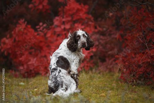 Canvas Print english springer spaniel dog portrait in autumn