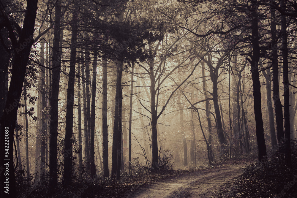 Obraz premium beautiful autumn forest in the mist