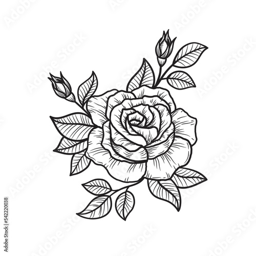 Rose flower hand drawn Vector
