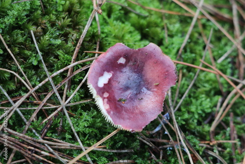 A red mushroom that is growing in the ground at Formby Pine Woods in Liverpool, Merseyside.