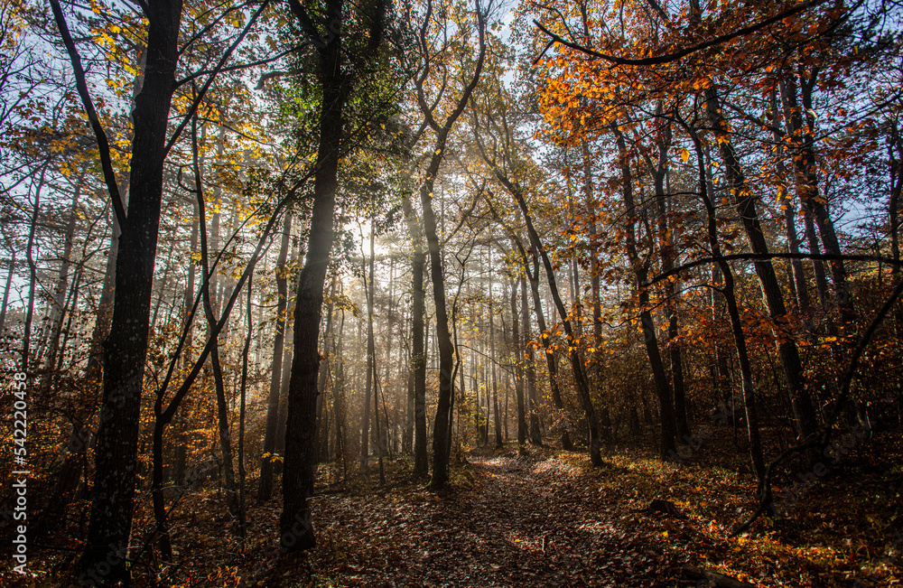 misty autumn forest