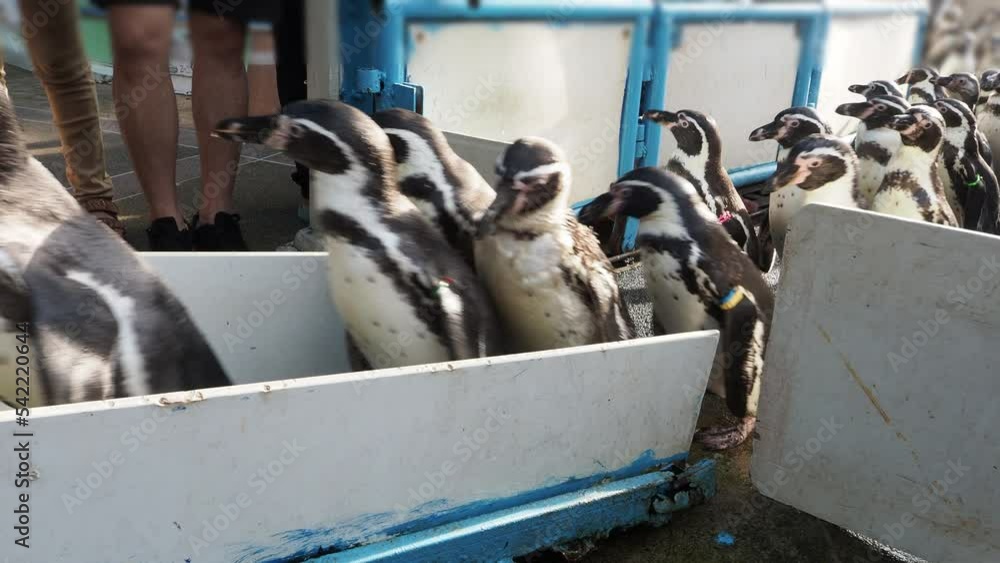 Penguin walking in row to the penguin stage. Group of little Black