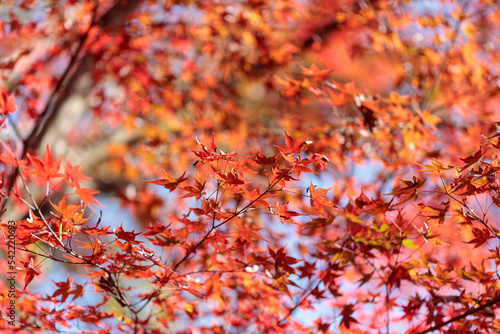 名勝・鬼ヶ嶽の紅葉 