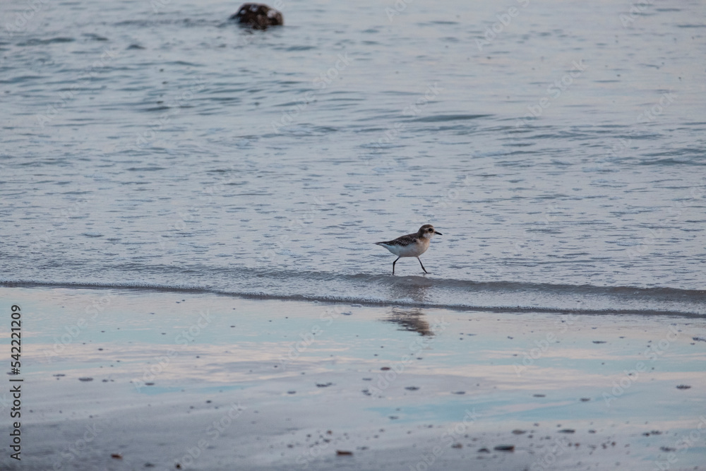sea bird walking on water beach for finding animal food in water. animal wild life in thailand coast. sea bird walking on water beach for finding animal food in water. animal wild life in thailand coast.