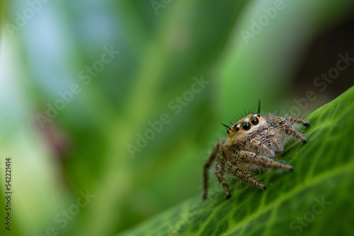 Beautiful spider with amazing eyes and details with the hairy leg