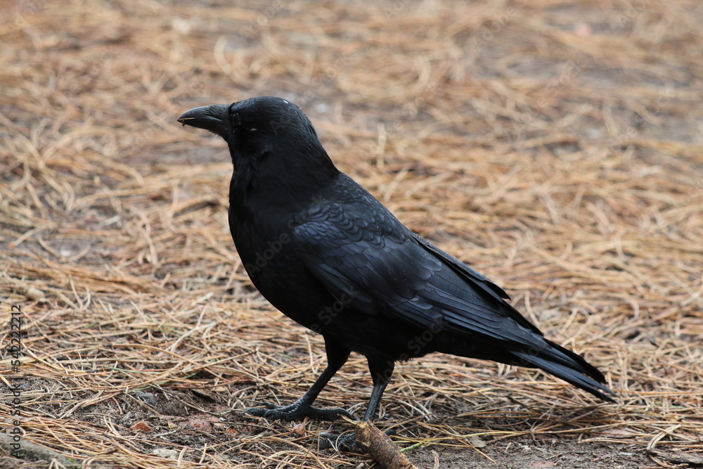 Fototapeta premium A single Crow in the forest. 