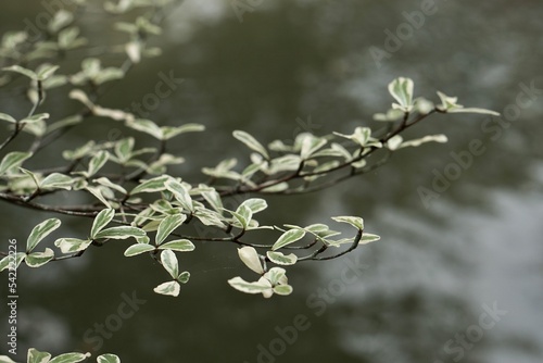 a small varigated green and white leaf tree near the pond. very calm. photo