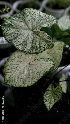White caladium leaves also called White Fancy Caladium in a white vase. fresh.