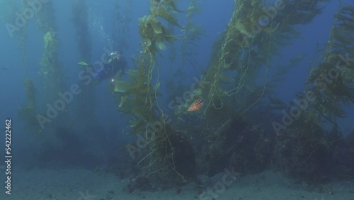 Wallpaper Mural Female scuba diver swimming through kelp. Torontodigital.ca