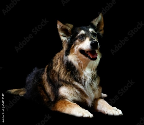 Australian shepherd against a black background