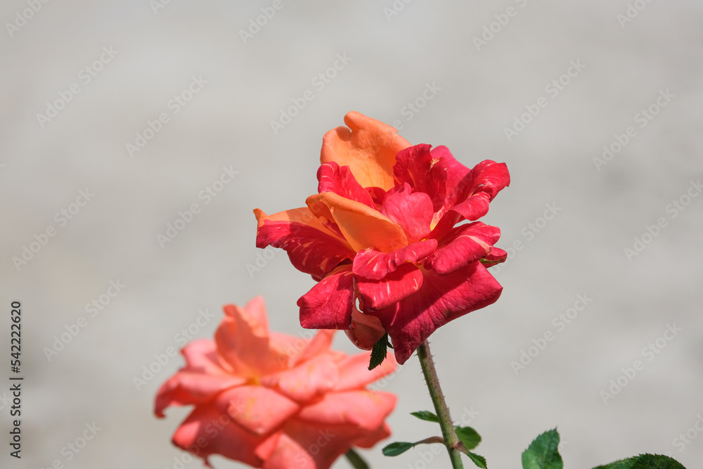 beautiful fresh tropical sunset rose blooming in botanic garden natural park. red and orange flower soft petals. beautiful fresh tropical sunset rose blooming in botanic garden natural park. red and orange flower soft petals.