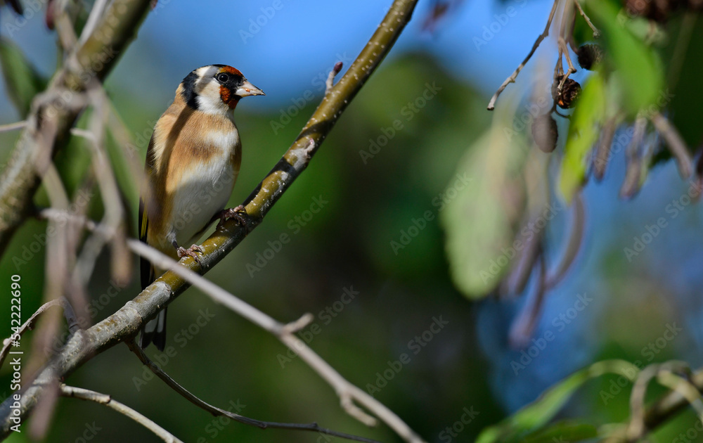 Stieglitz, Distelfink // European Goldfinch (Carduelis carduelis) Stieglitz, Distelfink // European Goldfinch (Carduelis carduelis)