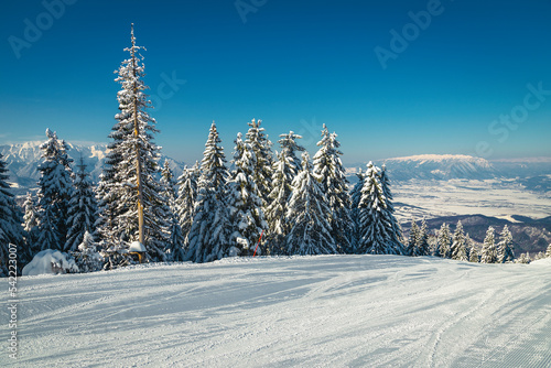 Ski slope and snowy pine forest in the Carpathians, Romania