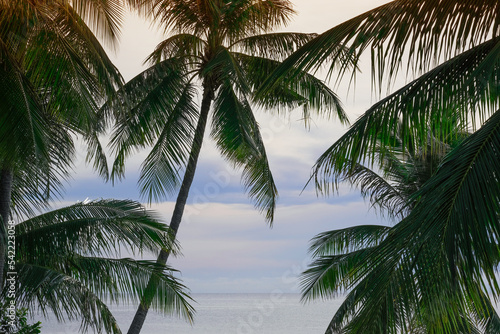 beautiful fresh green coconut palm leaves tree curve shape on blue sky background and ocean. sharp leaves plant tropical fruit trees in thailand