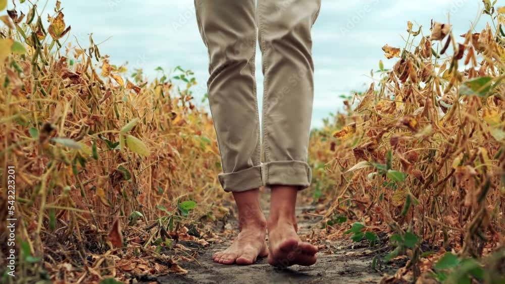 Feet Walk On Field. Bare Feet Soiled With Ground. Naked Legs Walking On Soil. Agriculture Farmer Feet Walks. Man Barefoot Walking On Ground. Recreation And Relaxation Step. Naked Legs Walking On Soil Feet Walk On Field. Bare Feet Soiled With Ground. Naked Legs Walking On Soil. Agriculture Farmer Feet Walks. Man Barefoot Walking On Ground. Recreation And Relaxation Step. Naked Legs Walking On Soil