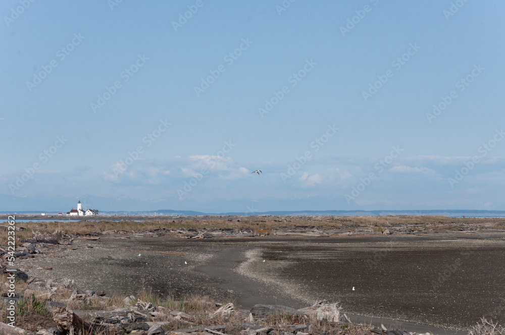 Sea gulls flying over Dungeness Bay at Dungeness Spit area in front of New Dungeness Light Station, Olympic Peninsula, USA