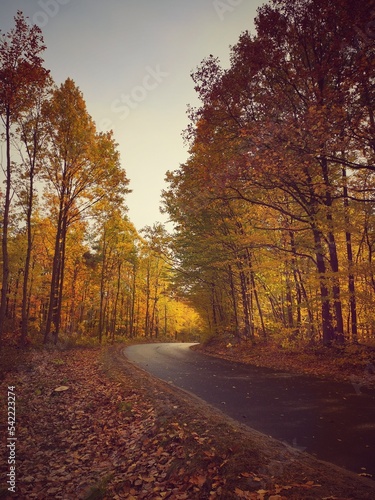autumn in the forest