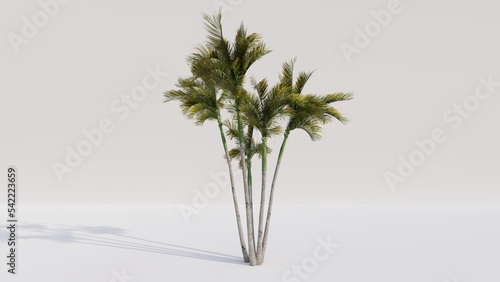 Areca palm tree on white background. 3d render.