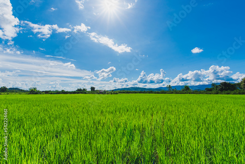 Tableau sur toile Green grassland blue grass on the farm Sky clouds cloudy backgrounds in Thailand