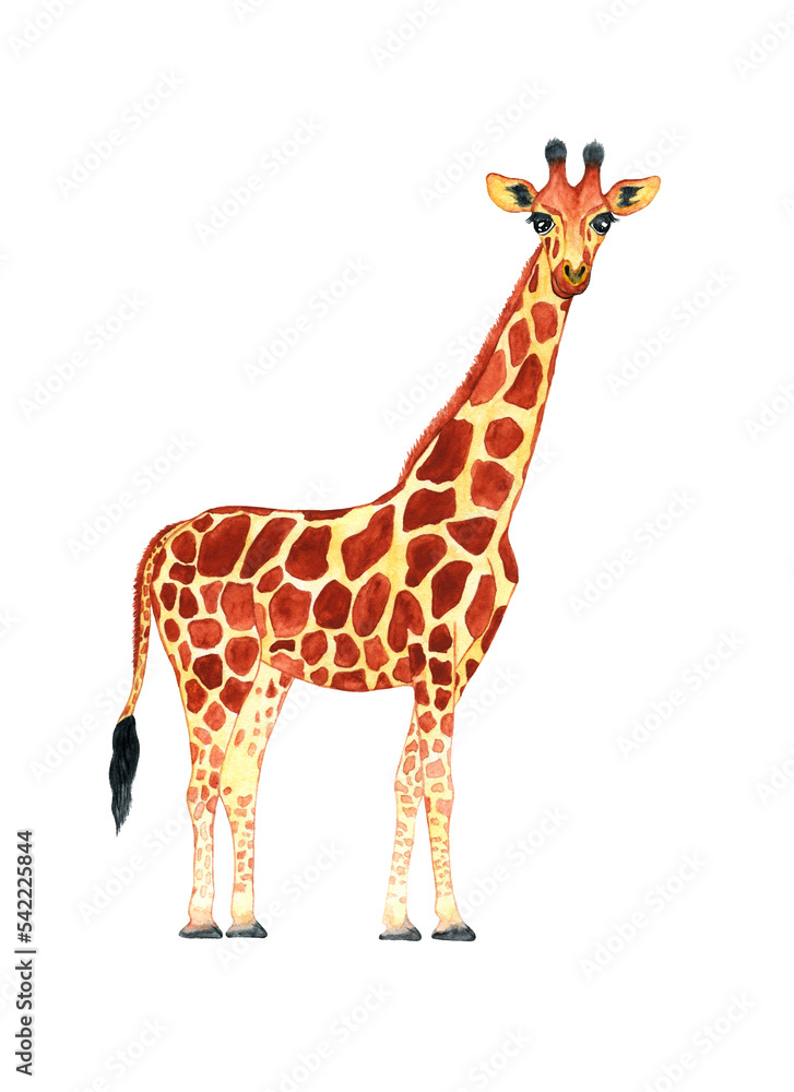 Obraz premium watercolor giraffe isolated on a white background. Realistic tropical animal illustration.