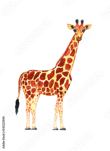 watercolor giraffe isolated on a white background. Realistic tropical animal illustration.