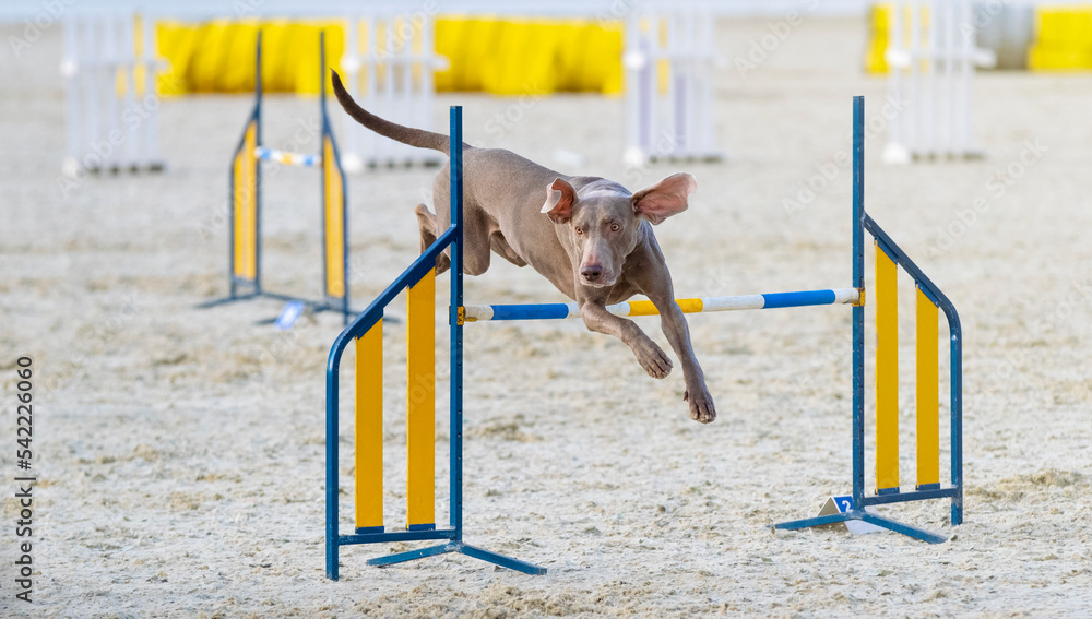 Weimaraner agility sales