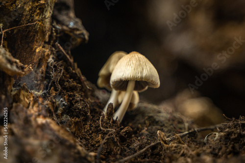 small mushroom growing on tree