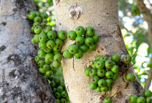 Принти на полотні group of organic ficus racemosa fruit wild plant circle shape green color hanhing on tree in botany garden