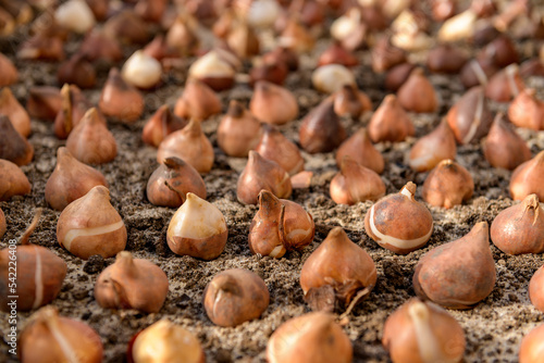 Dozens of tulip bulbs planted in sandy  well draining soil. Planting tulip bulbs in a flower bed. Growing tulips. Fall gardening jobs background. Low angle view.