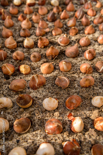 Dozens of tulip bulbs planted in sandy  well draining soil. Planting tulip bulbs in a flower bed. Growing tulips. Fall gardening jobs background. Low angle view.