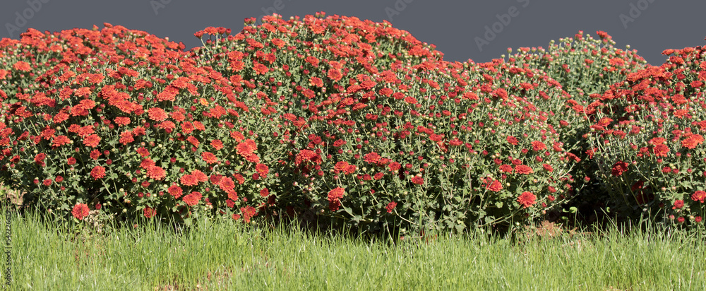 A group of red flowering chrysanthemums in autumn