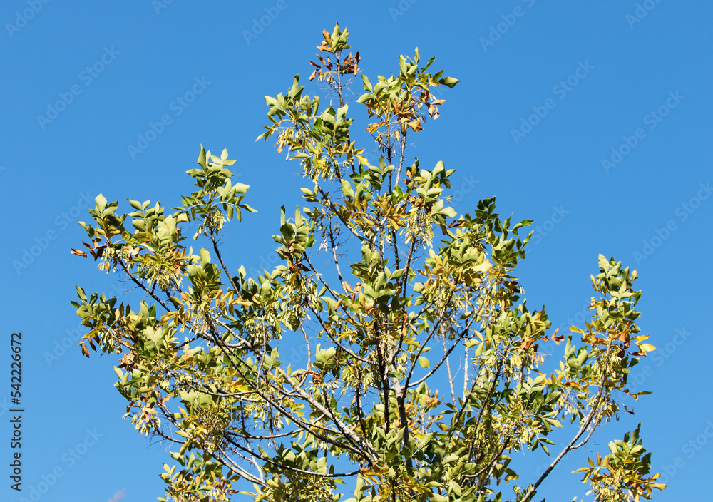 Top branches of an ash tree