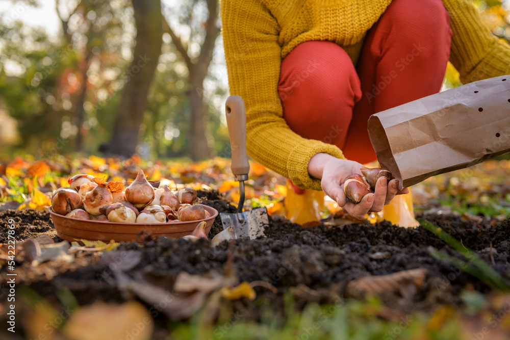 Obraz premium Woman planting tulip bulbs in a flower bed during a beautiful sunny autumn afternoon. Growing tulips. Fall gardening jobs background.
