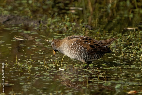 Closeup of a sora bird in a pond in daylight