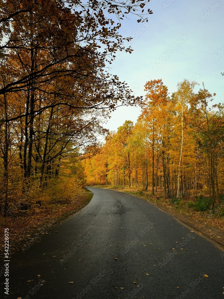 road in autumn