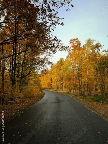 road in autumn