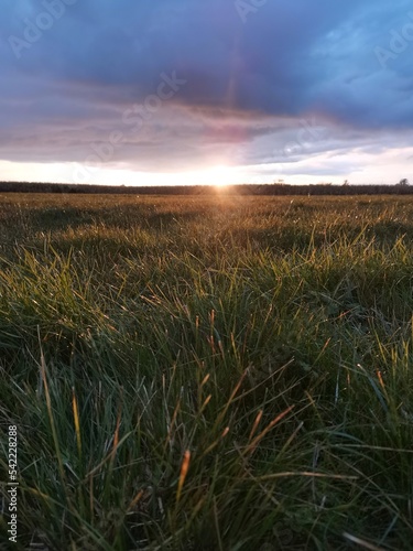 wheat field at sunset