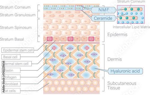 Skin anatomy vector illustration with NMF, Ceramide, and Hyaluronic acid. text in a different layers. photo