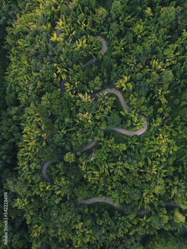 High angle view of the road in the middle of the forest