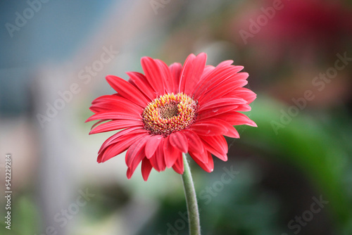 Red gerbera flower in the garden