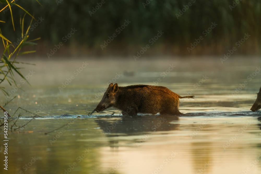 Large brown wild boar running in a park pond at sunset Large brown wild boar running in a park pond at sunset