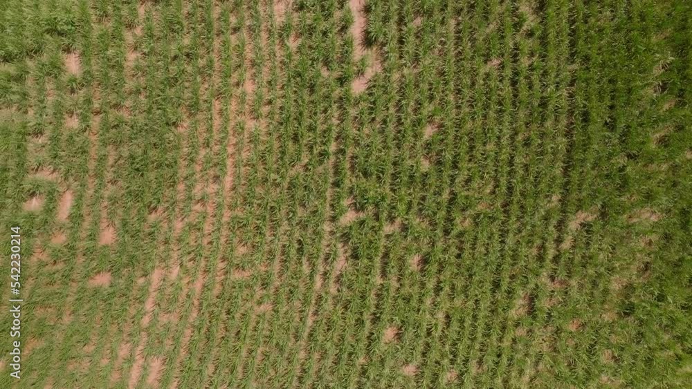Imagens aéreas da cidade Termas de Ibirá, localizada na região Oeste do Estado de São Paulo, com aguás ricas em vanádio, o que auxilia a saude das pessoas