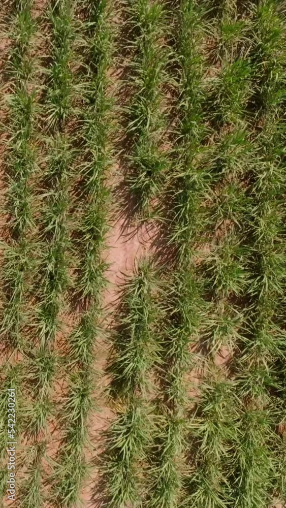 Imagens aéreas da cidade Termas de Ibirá, localizada na região Oeste do Estado de São Paulo, com aguás ricas em vanádio, o que auxilia a saude das pessoas