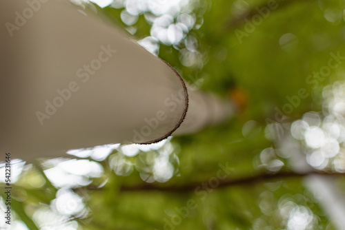 white flowers on the tree