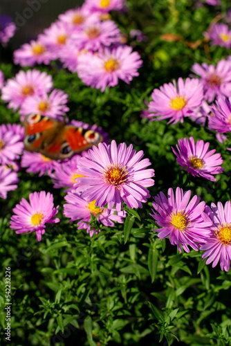 Aglais io or  the European peacock butterfly sitting on the blooming Symphyotrichum novi-belgii flowers or New York aster.