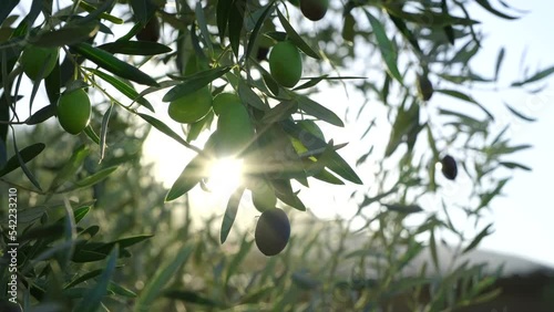 Sunbeams among the leaves of olive fruits that are about to ripen. Food and agriculture industry