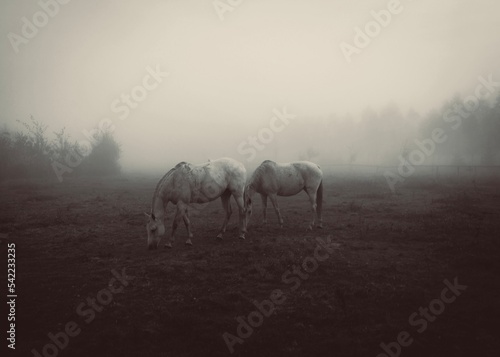 konie we mgle