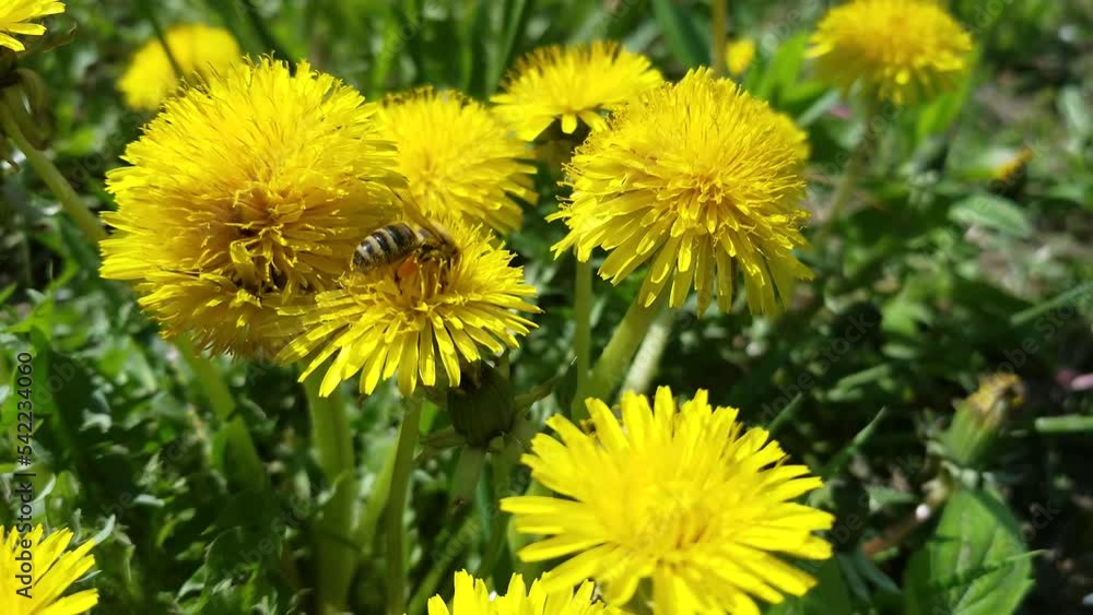 Bee Dandelion. Yellow flower. Alternative medicine. Bee sits on a yellow dandelion and collects flower nectar for honey Bee Dandelion. Yellow flower. Alternative medicine. Bee sits on a yellow dandelion and collects flower nectar for honey