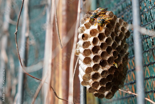 Closeup of wasps honeycomb papery nest with open cells. Polistes genus paper wasps working on it. 